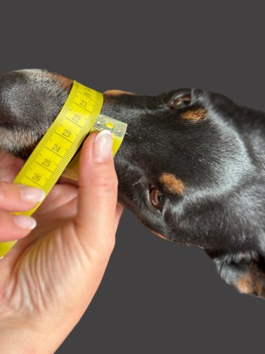 Eine Hand hält ein Maßband, das um die Schnauze eines Hundes gewickelt ist.