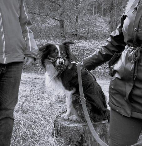 Zwei Personen stehen neben einem Hund, der auf einem Baumstumpf sitzt.