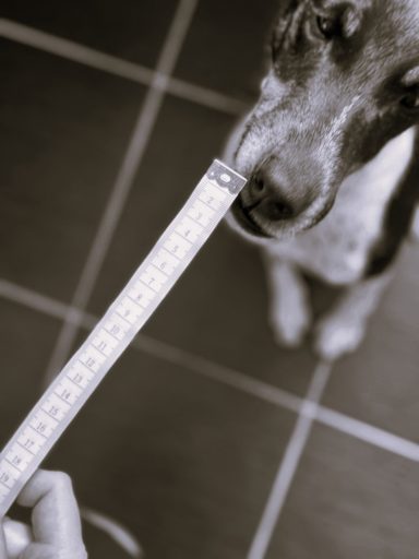 Ein Hund schnüffelt an einem Zollstock, der von einer Hand gehalten wird.