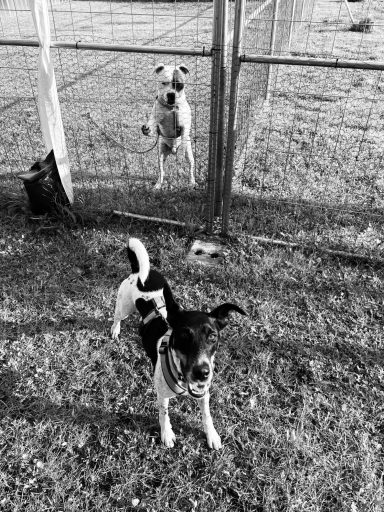 Zwei Hunde in einem eingezäunten Bereich, einer steht hinter dem Zaun.