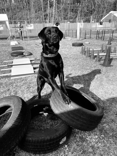 Schwarzer Hund, der auf gestapelten Reifen steht, umgeben von einem Trainingsgelände.