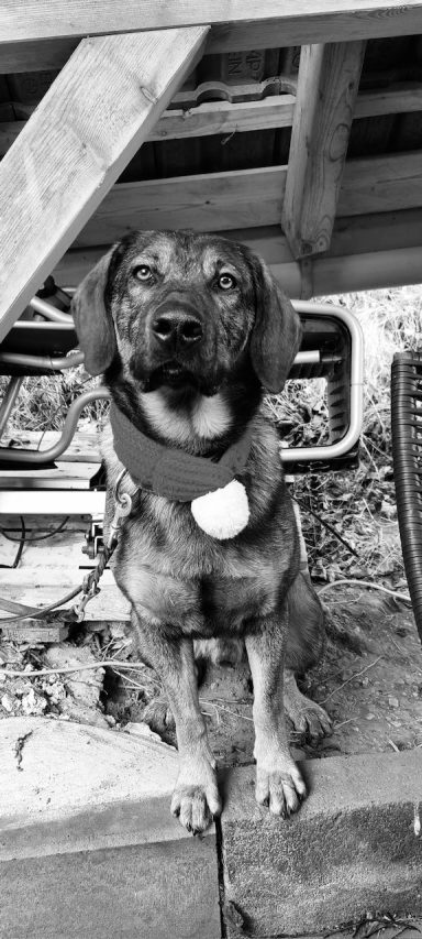 Brauner Hund sitzt auf einem Steinboden unter einer Holzstruktur.