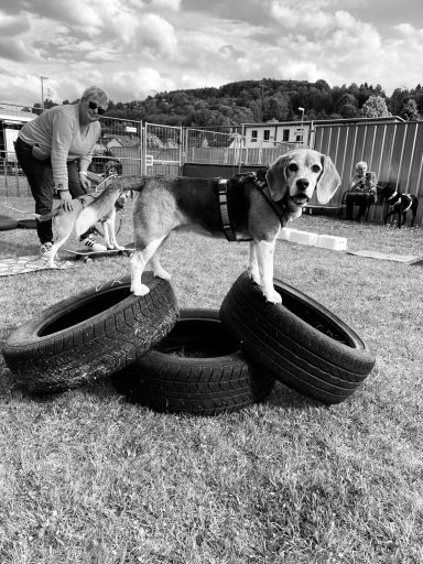 Ein Beagle balanciert auf gestapelten Reifen in einem Trainingsgelände.