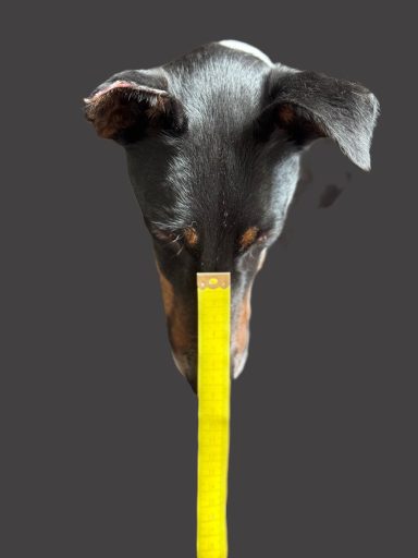 Schwarzer Hund mit kurzen Ohren, der einen gelben Maßstab mit der Schnauze berührt.
