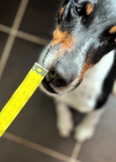 Schwarzer und weißer Hund mit einem Maßband, das nahe an seiner Schnauze gehalten wird.