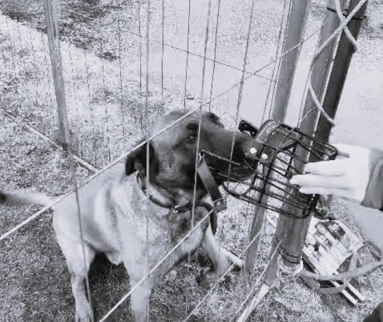Ein Hund mit Maulkorb sitzt hinter einem Zaun und wird von einer Hand gefüttert.