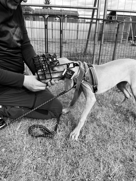 Ein Mensch mit Maulkorb hält einen Hund an der Leine auf einer Wiese.