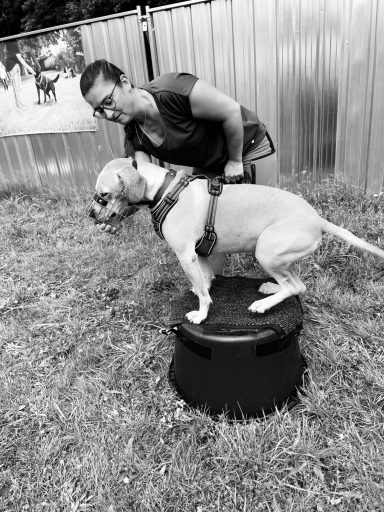 Eine Person trainiert einen Hund, der auf einem Podest steht, in einem grünen Garten.