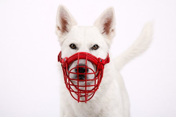 Weißer Hund mit einem roten Maulkorb.