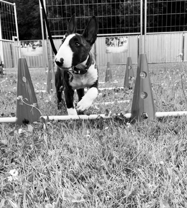 Ein Bullterrier, der geschickt durch orangefarbene Pylonen auf Gras läuft.