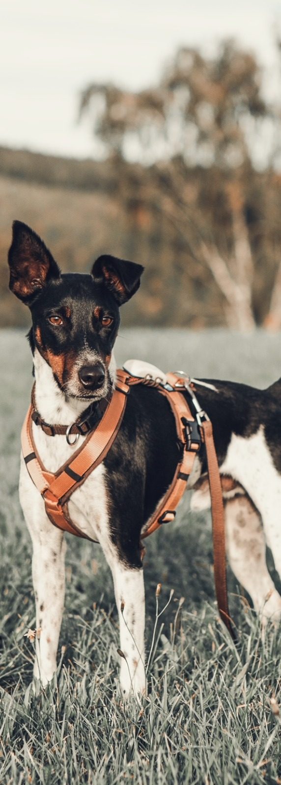 Schwarzer und weißer Hund mit orangefarbenem Geschirr auf grünem Gras.
