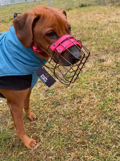 Hund mit Maulkorb trägt eine blaue Jacke auf einer Wiese.